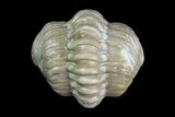 Bargain, Enrolled Kainops Trilobites - Oklahoma #95926-1